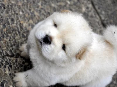 мордочка, chow chow, белый, пёсик, смотрит, чау чау