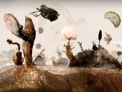 fish, seeds, landscape, microscopy, insects, meat