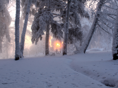 природа, солнце, туман, деревья, снег, зима, фото