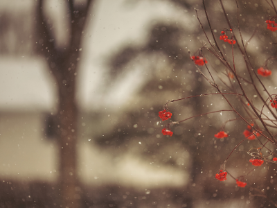 ягоды, снег, рябина, красные, дерево, зима, ветки