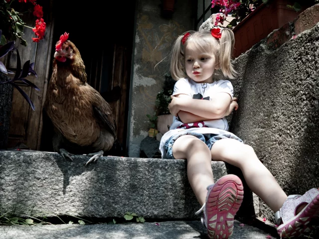 девочка, ситуация, курица