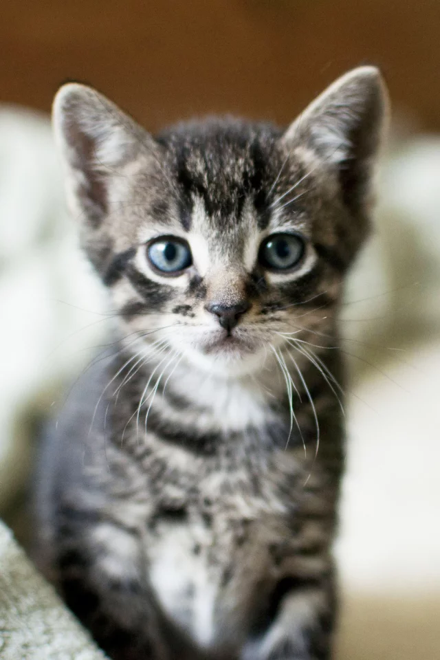 cat, серый, взгляд, котенок