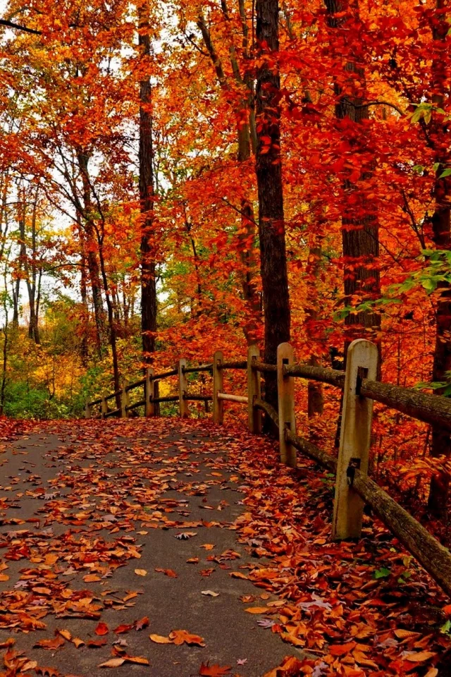 colorful, листья, road, colors, leaves, trees, path, walk, park, autumn, fall, nature, forest