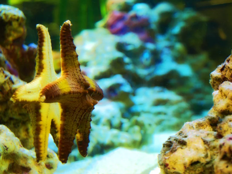 морская, звезда, аквариум, вода, камень, morskaya zvezda, aquarium, water, stone