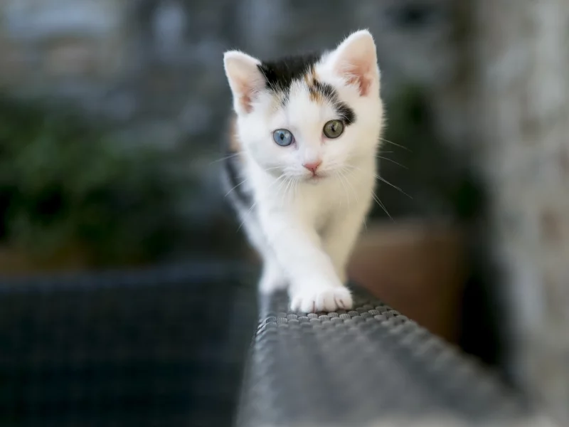 забор, кошка, фон