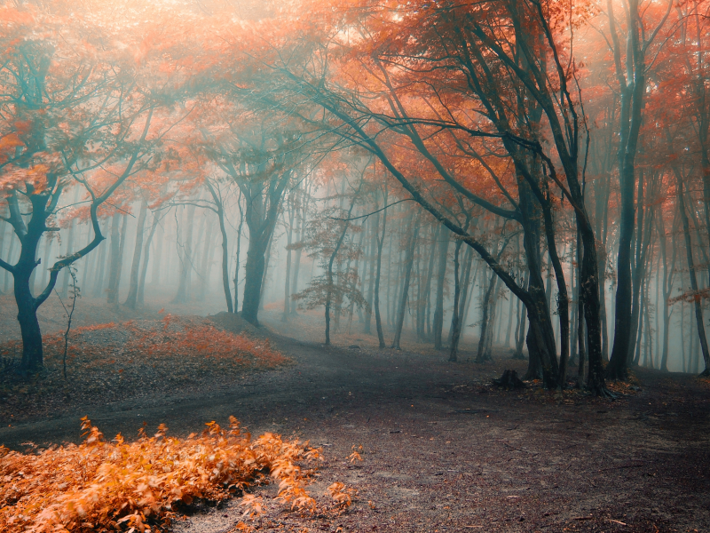 туман, осень, листья, деревья, оранжевые, ветки, лес