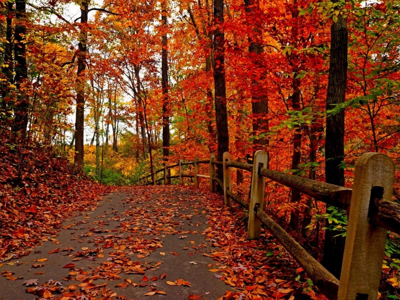 colorful, листья, road, colors, leaves, trees, path, walk, park, autumn, fall, nature, forest