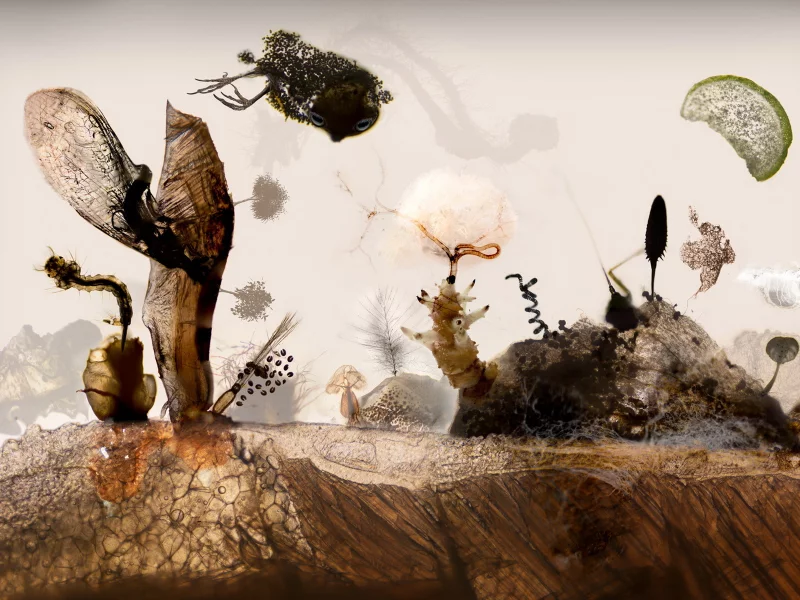 fish, seeds, landscape, microscopy, insects, meat