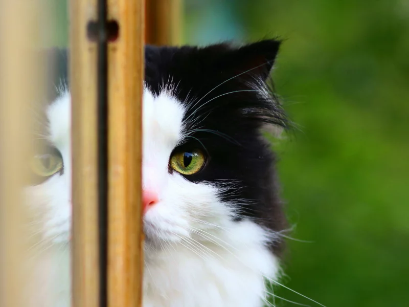 кошка, фон, окно