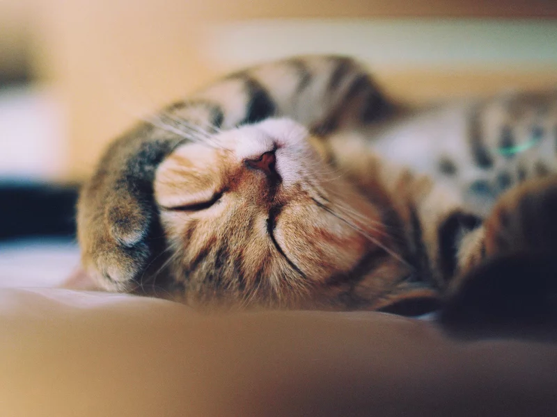 морда, усы, кошка, лапа, кот, котэ