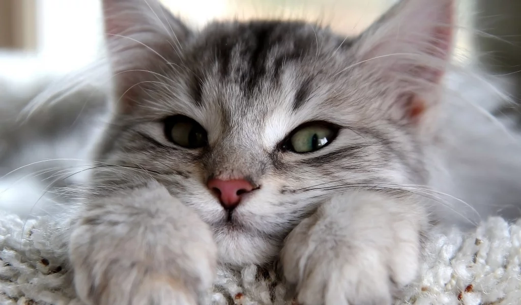 котенок, красивый