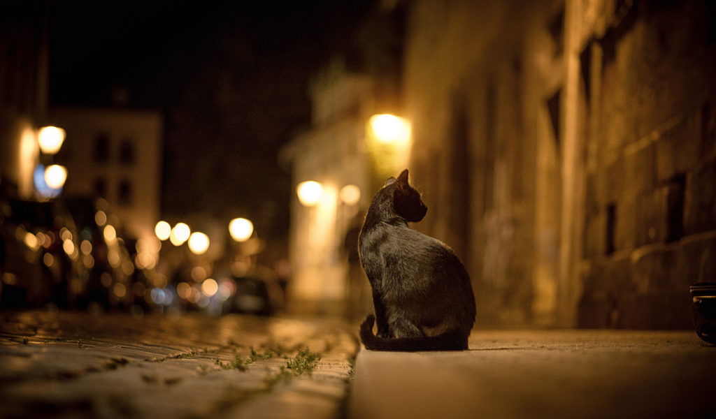 ночь, кот, улица, огни, боке, город, черная, кошка