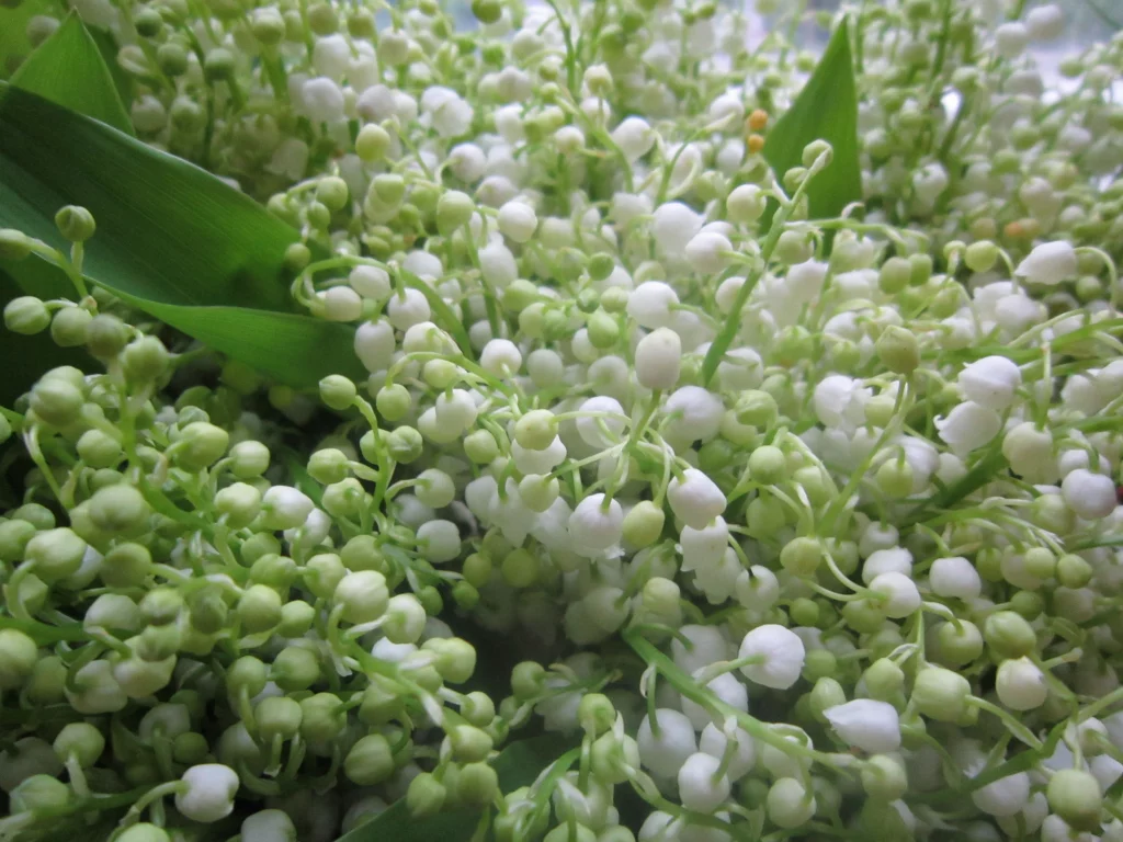 цветы, лес
