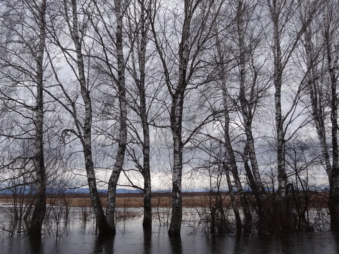 весна, деревья, вода, тает, сибирь