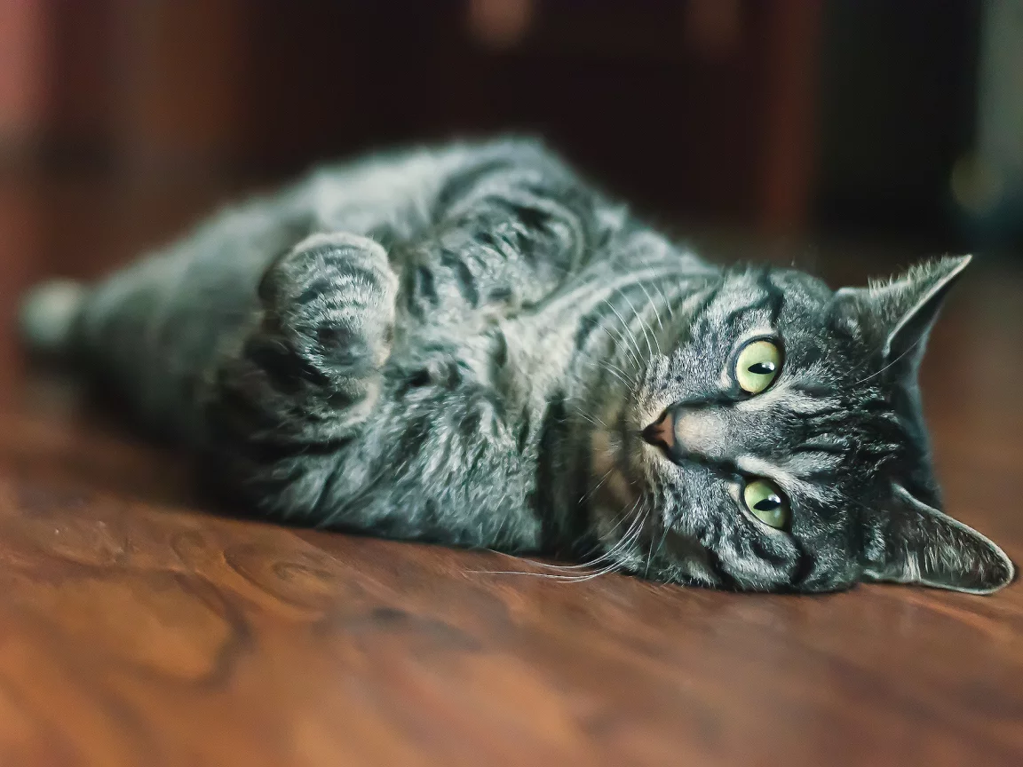 мордашка, кот, глаза, взгляд, шерсть, кошка, размытость