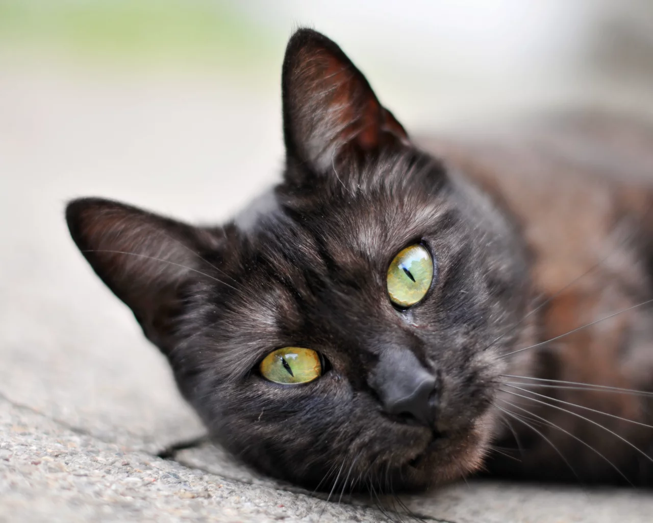 кот, cat, 2014, 2015, new, amazing, funny