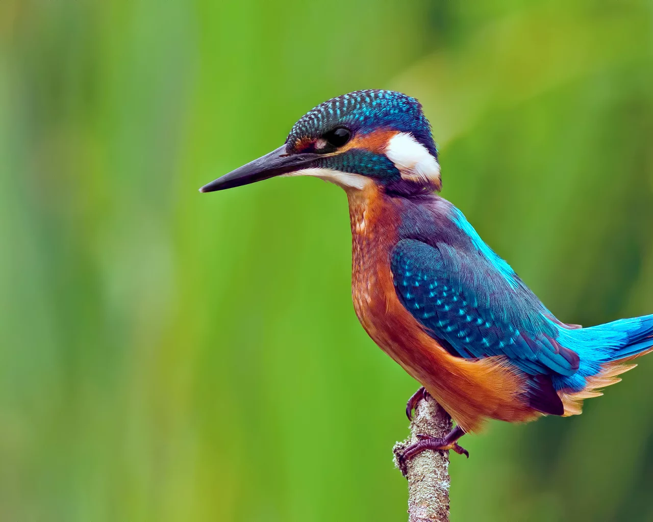 kingfisher, ветка, alcedo atthis, обыкновенный зимородок, птица