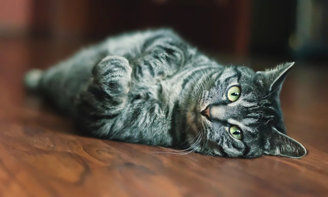мордашка, кот, глаза, взгляд, шерсть, кошка, размытость