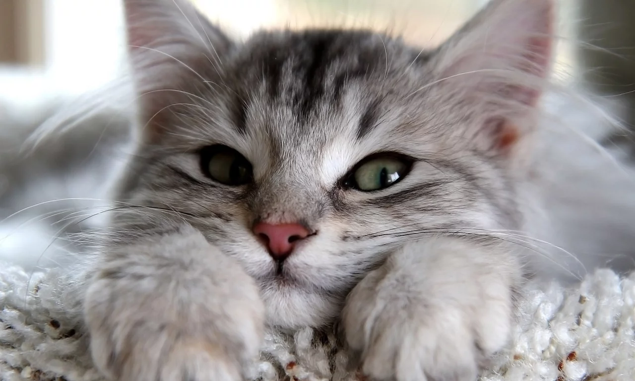 котенок, красивый
