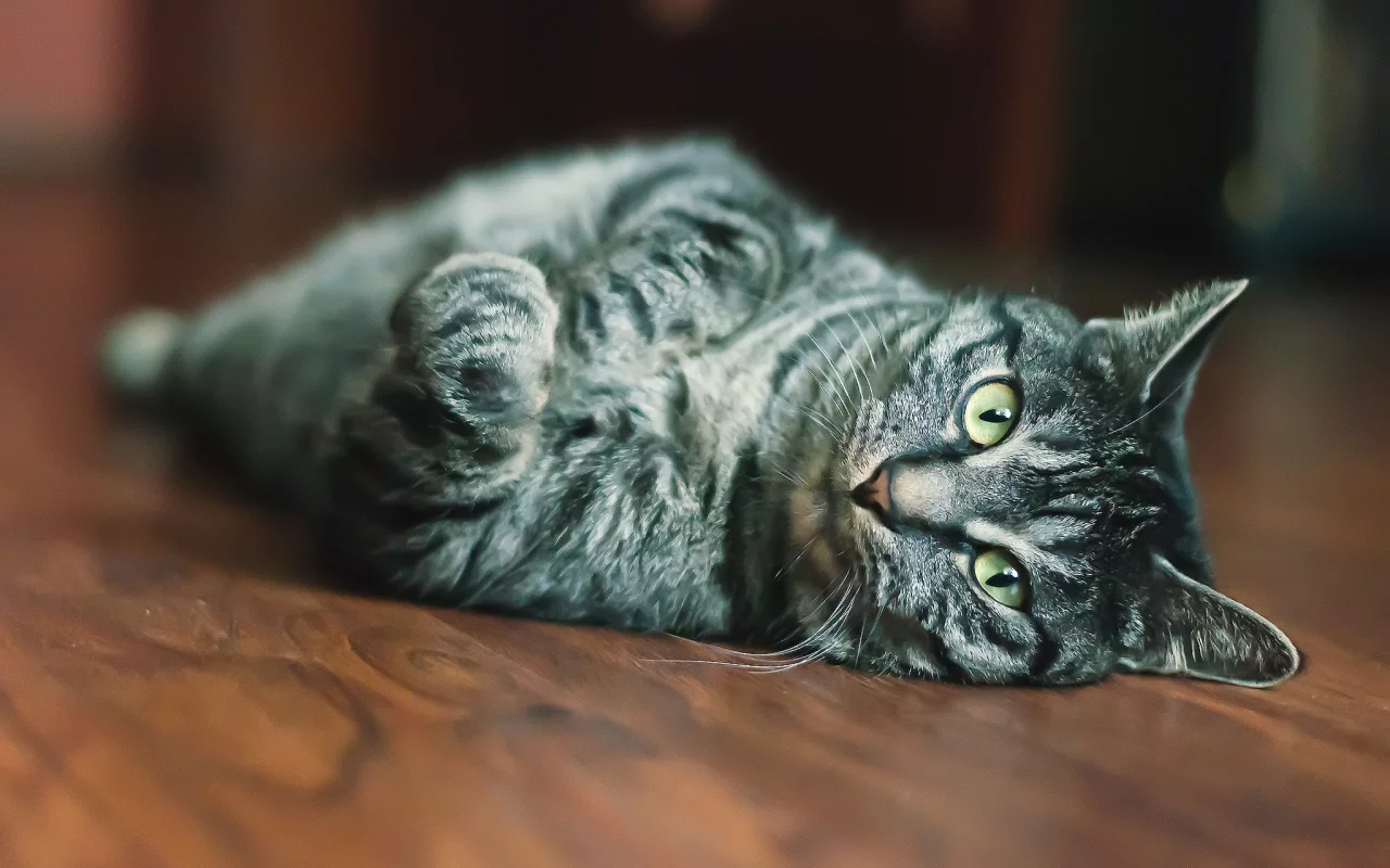мордашка, кот, глаза, взгляд, шерсть, кошка, размытость