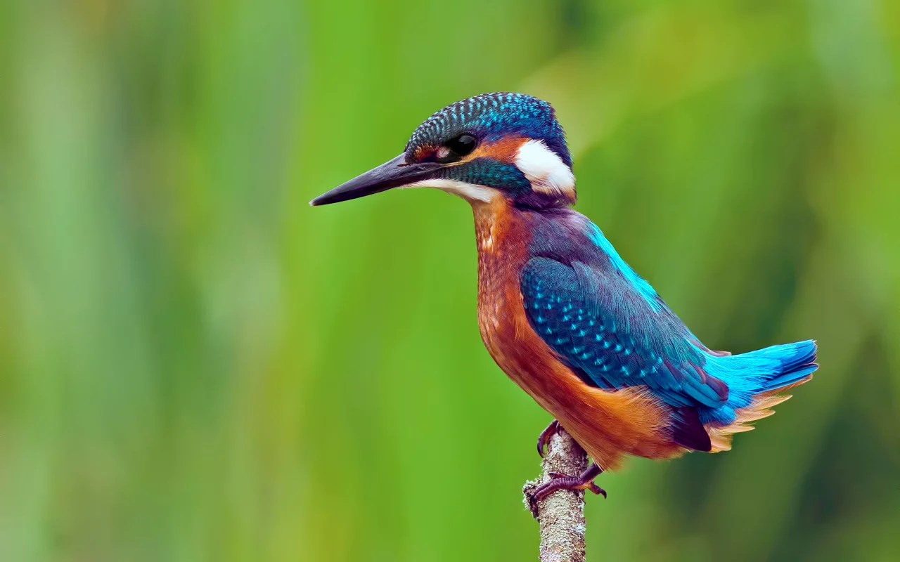 kingfisher, ветка, alcedo atthis, обыкновенный зимородок, птица