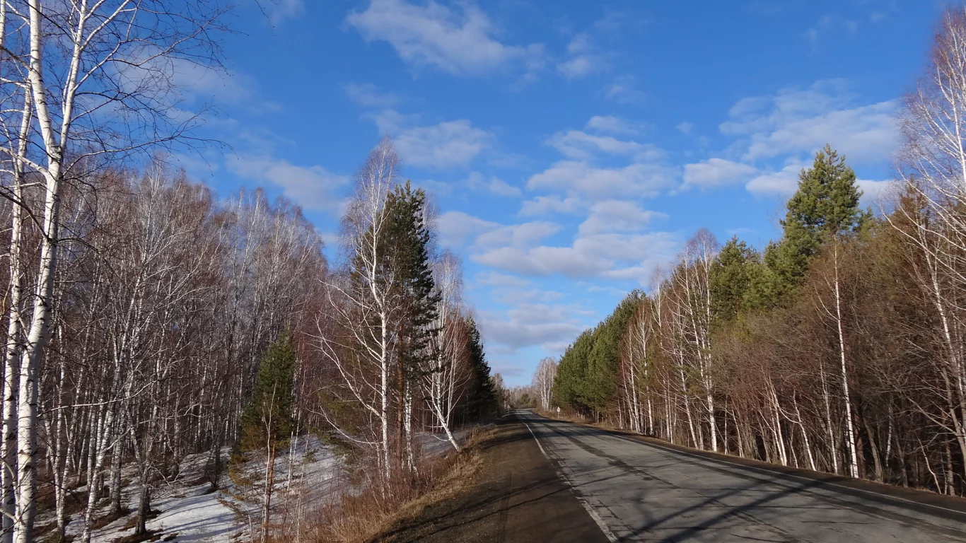 весна, дорога, сибирь, деревья, березы