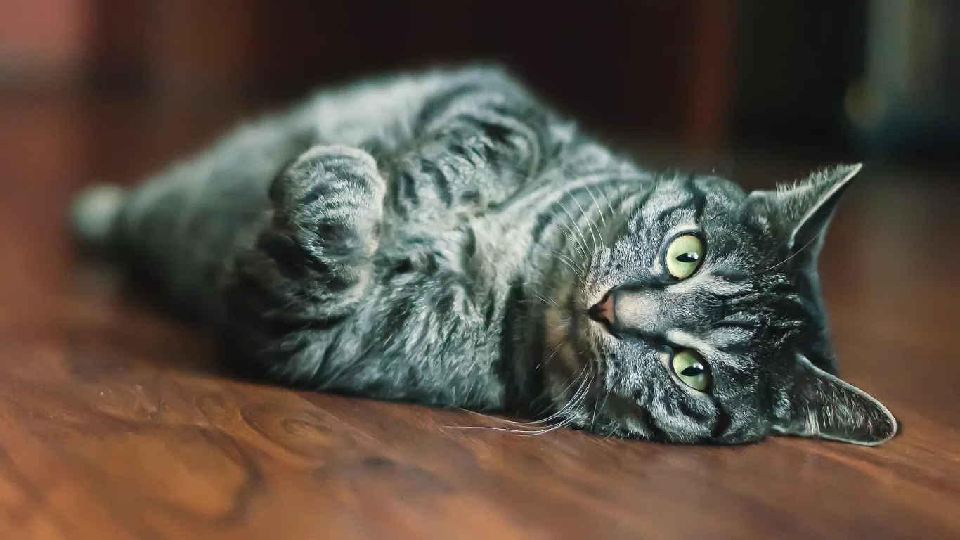 мордашка, кот, глаза, взгляд, шерсть, кошка, размытость