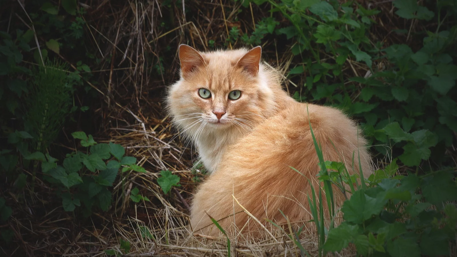 кошка, трава, взгляд, кот, пушистый, рыжий