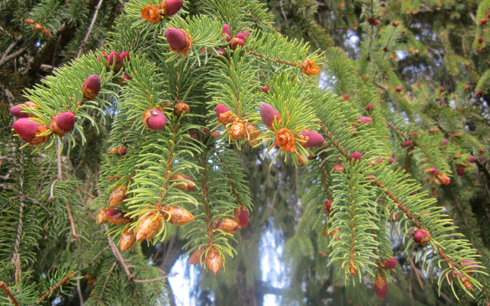 Красные хвойные. Ель Аянская Picea ajanensis. Ель Пендула с красными шишками. Ель обыкновенная цветение. Ель обыкновенная европейская хвоя.