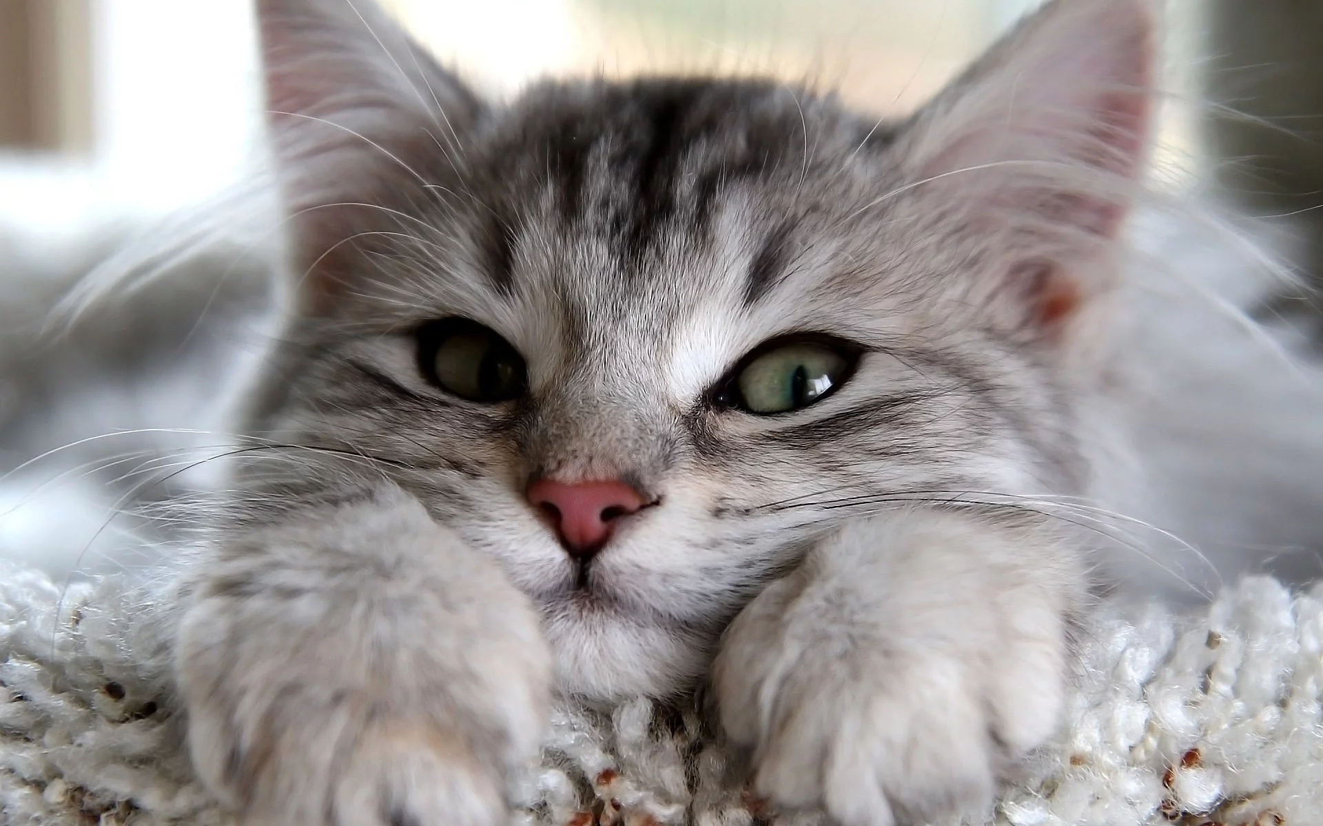котенок, красивый