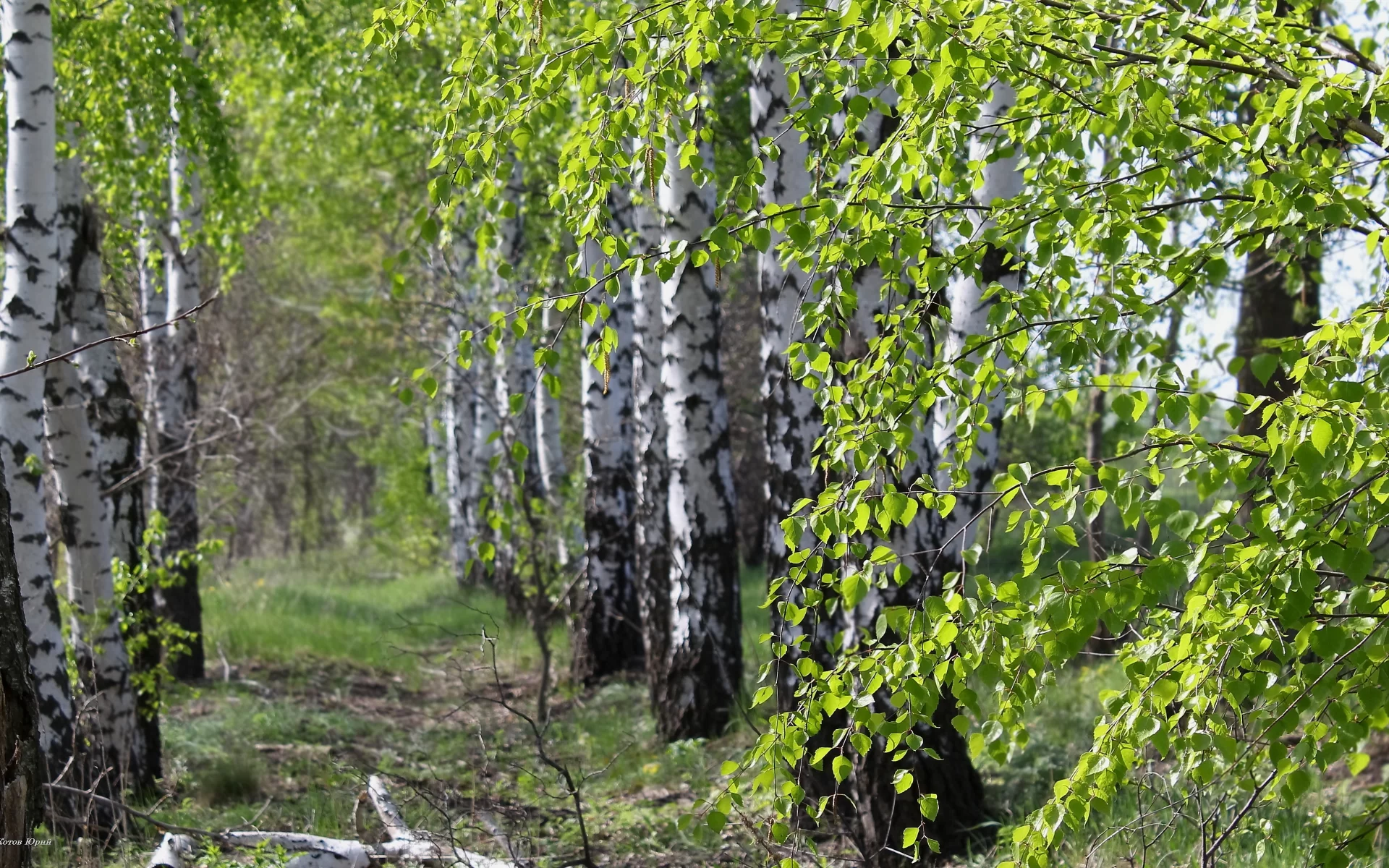Березы, алейка