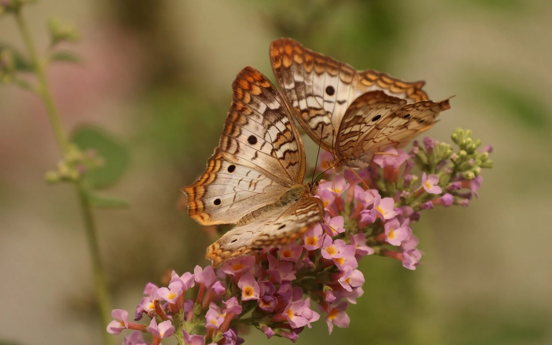 макро, цветок, white peacock butterfly, бабочки