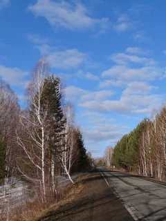 весна, дорога, сибирь, деревья, березы
