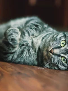 мордашка, кот, глаза, взгляд, шерсть, кошка, размытость