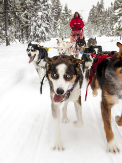 собаки, собачья упряжка, фон, деревья, снег