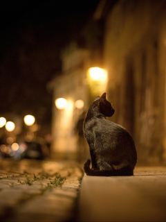 ночь, кот, улица, огни, боке, город, черная, кошка