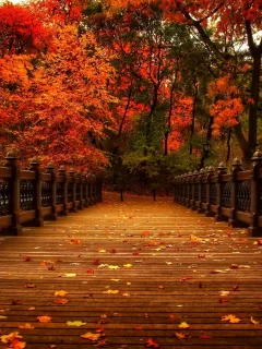 осень, природа, деревья, view, walk, autumn, листья, аллея, парк