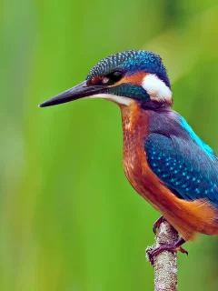 kingfisher, ветка, alcedo atthis, обыкновенный зимородок, птица