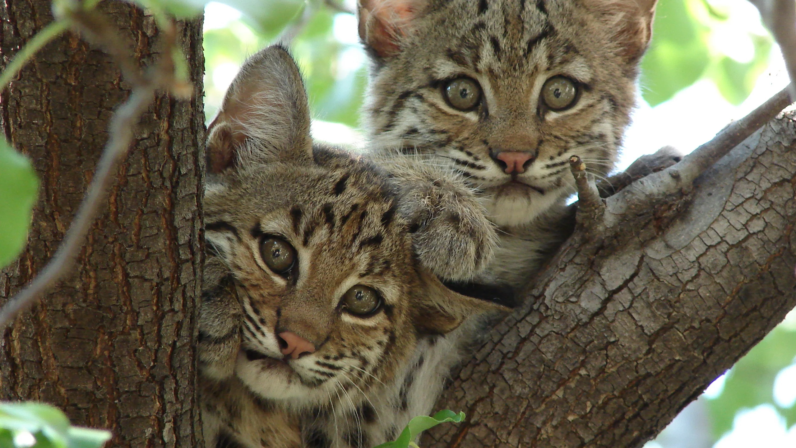 animal, животные