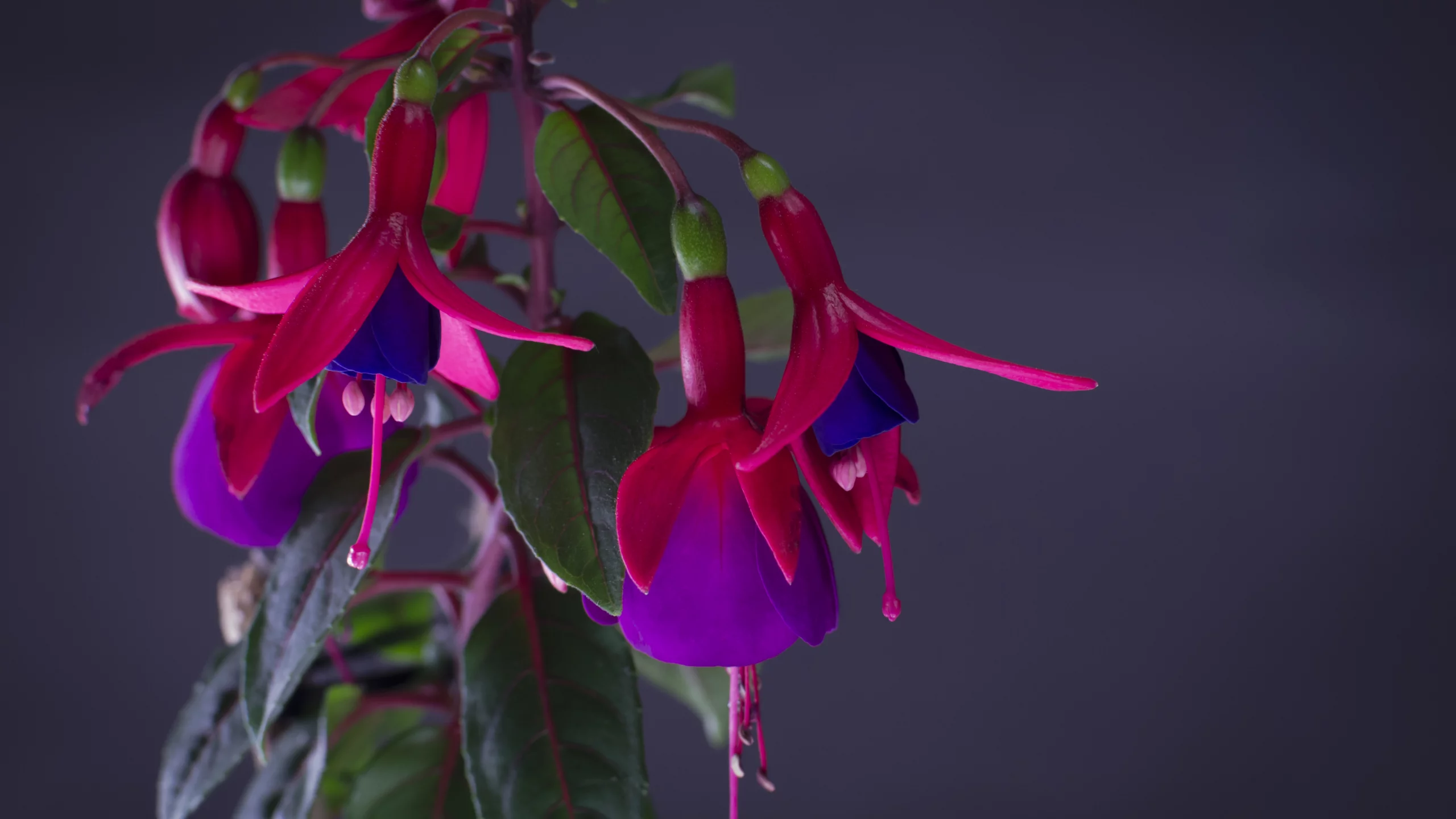 flower, color, plant, purple, цветок, цветы, растение