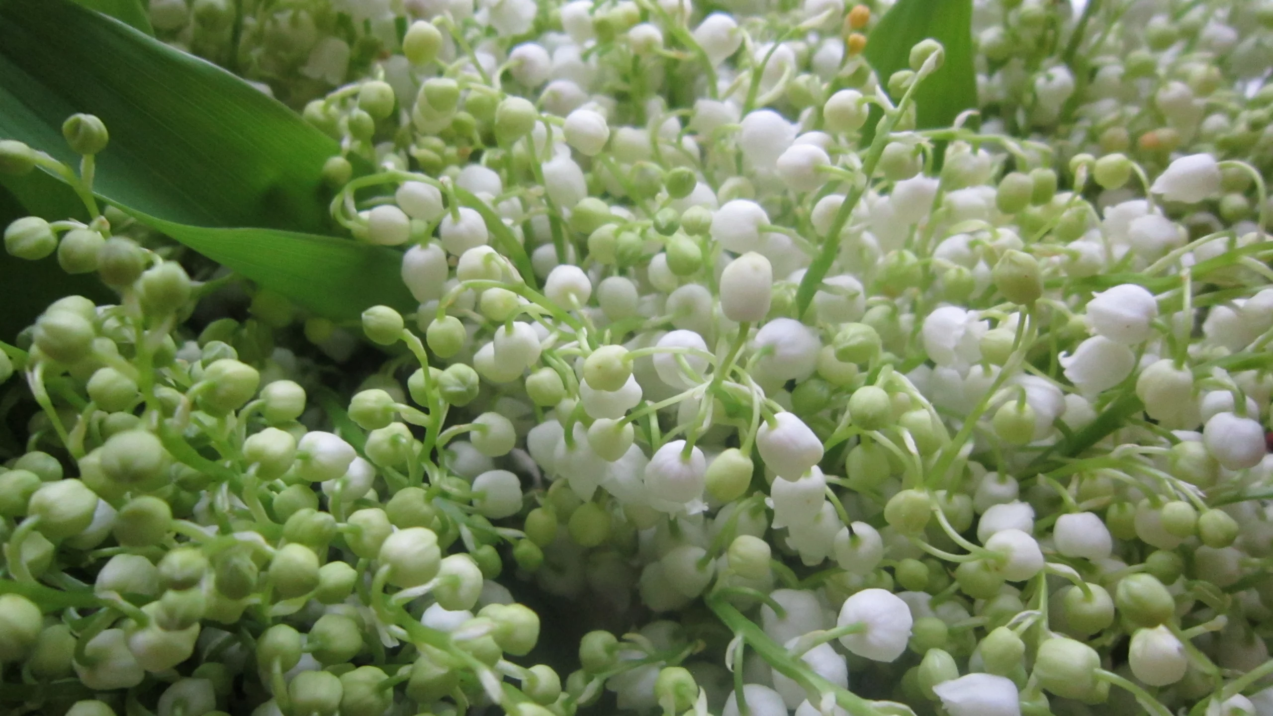 цветы, лес