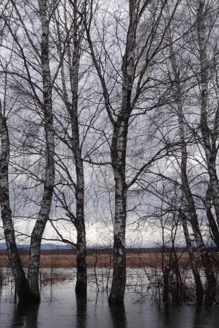 весна, деревья, вода, тает, сибирь
