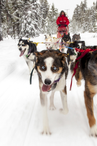 собаки, собачья упряжка, фон, деревья, снег