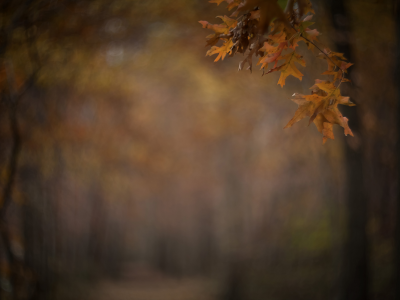 осень, аллея, размытость, ветка, листья, парк