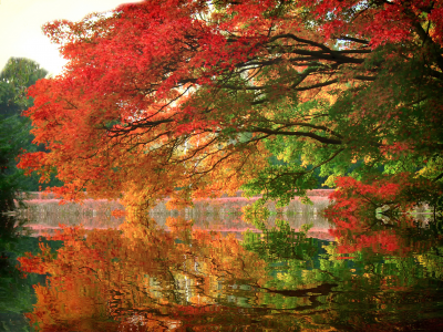 парк, отражение, деревья, осень, озеро, ветви