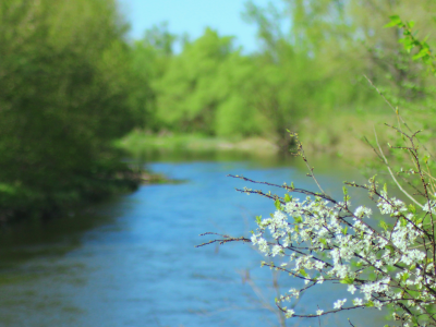 река, цветы, обрыв