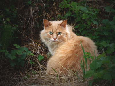 кошка, трава, взгляд, кот, пушистый, рыжий