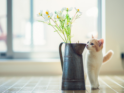 кошка, цветы, hannah, c ben torode