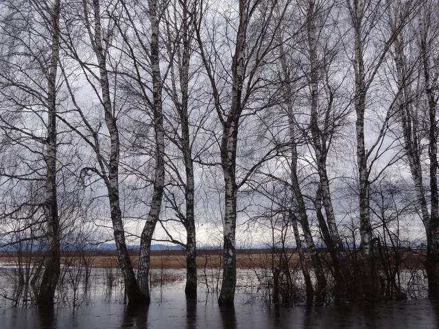 весна, деревья, вода, тает, сибирь