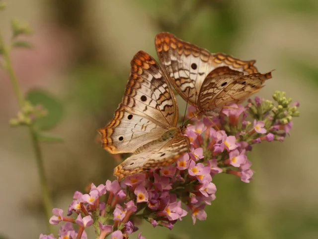 макро, цветок, white peacock butterfly, бабочки